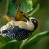 Datel cernolici - Melanerpes pucherani - Black-cheeked Woodpecker o2338
